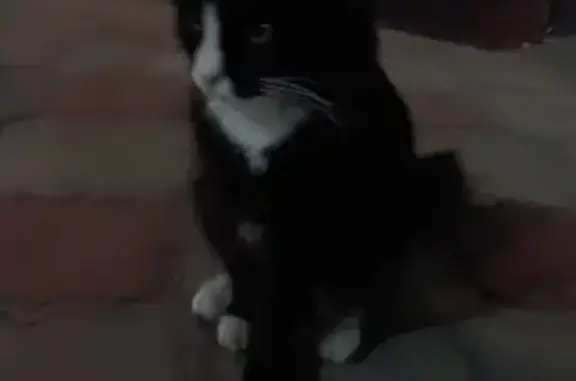 Найдена кошка, Владикавказ, фото: Котёнок найден: ул. Мамсурова, 54, Владикавказ