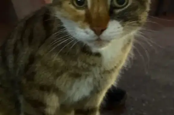 Найдена кошка, ул. Носкова 31, Ярославль