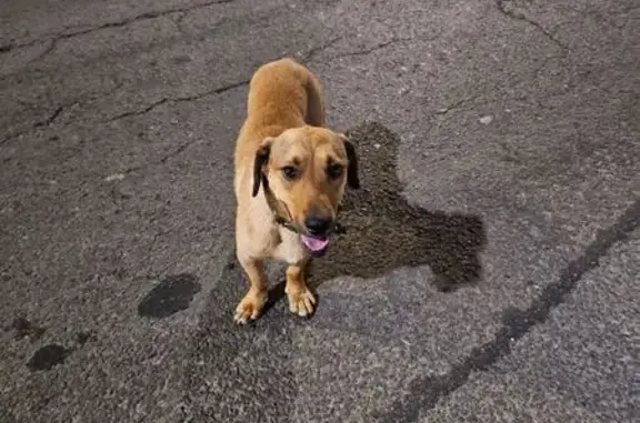 Потерялся пес на шоссе Авиаторов, Волгоград