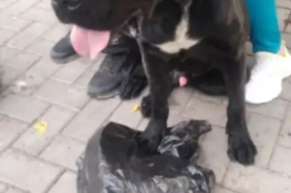 Найдена собака, Суворова 21, Коломна