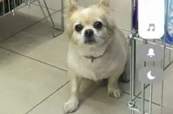 Собака найдена: ул. М. Расковой, 16Б, Саранск