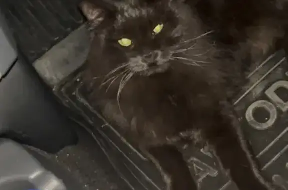 Найдена кошка, ул. Ворошилова 6, Магнитогорск