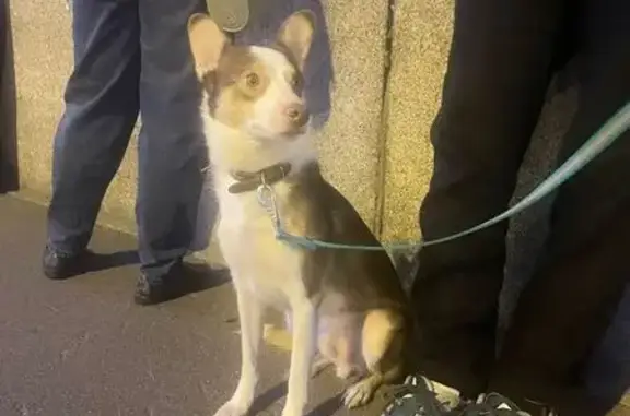 Собаки потеряшки, Орехово, фото: Потеряшка собака, Сосновая ул. 1, Орехово