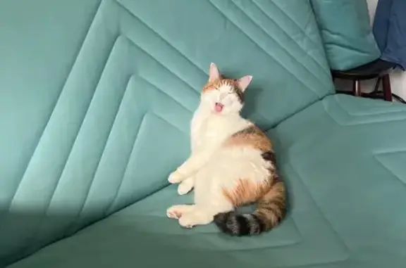 Кошки потеряшки, , фото: Потеряшка кошка, МО, трёхцветная девочка