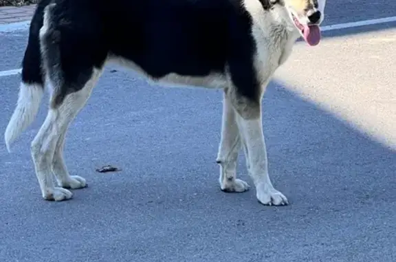 Найдена собака, Вокзальная ул., Тосно