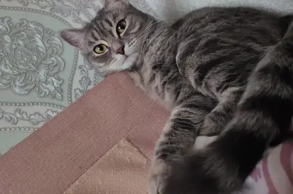 Кошки потеряшки, Заокское, фото: Потеряшка кошка, Школьная ул., 126, Заокское