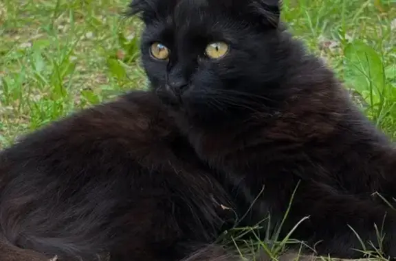 Найдена кошка, Судогда, фото: Кошка найдена: ул. Некрасова, Судогда