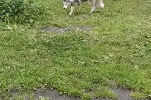 Найдена собака, Новоуральск, фото: Собака найдена: Загородное шоссе 8, Новоуральск