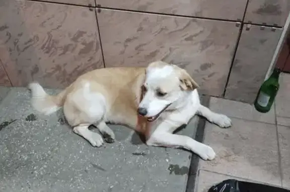 Собака найдена на Уральской 210, Краснодар