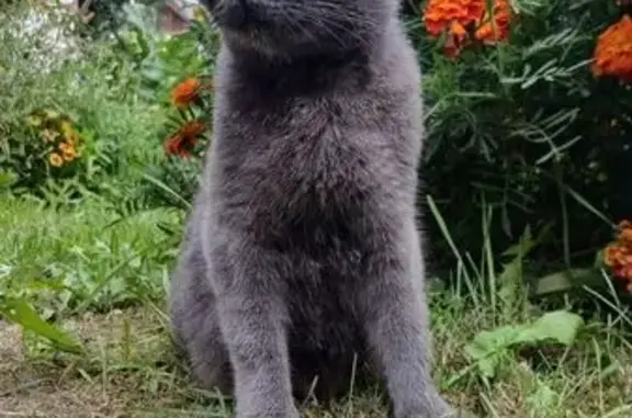 Кошки потеряшки, Рославль, фото: Потеряшка кошка, Комсомольская 52А, Рославль