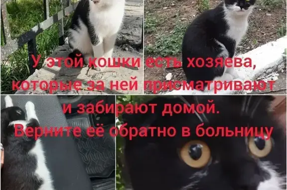 Кошки потеряшки, Махачкала, фото: Потеряшка кошка, ул. Пархоменко, 60А
