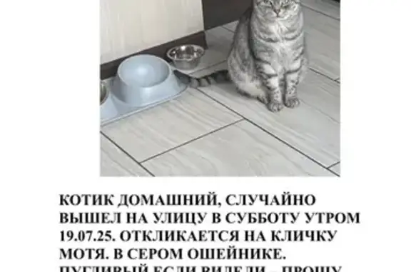 Пропала кошка, ул. Энгельса 18, Шацк