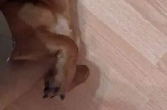 Найдена собака, Санкт-Петербург, фото: Собака найдена: ул. Антонова-Овсеенко