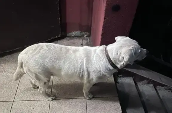 Собака найдена на Ломоносова 4В, Калининград