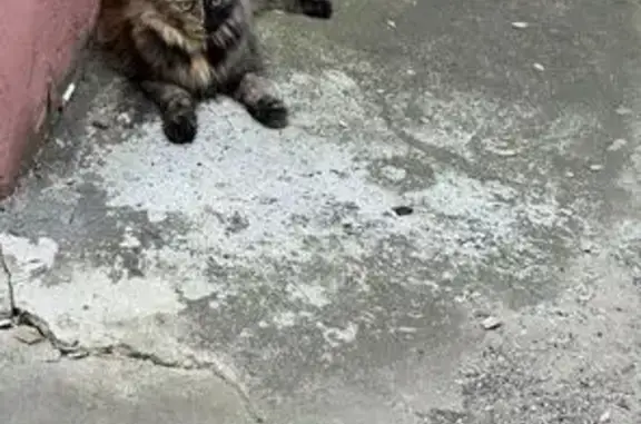 Кошка найдена - Казань, Татарстан