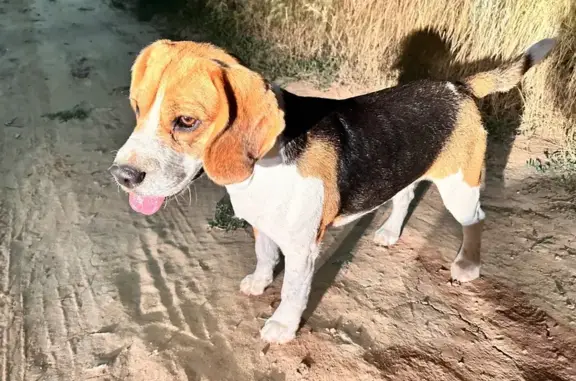 Собака найдена: Осенняя ул., 2, Волгоград