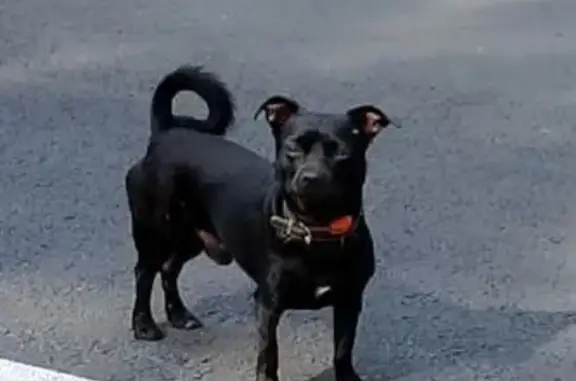 Найдена собака, , фото: Найдена собака, Комсомольская 11, Верейка