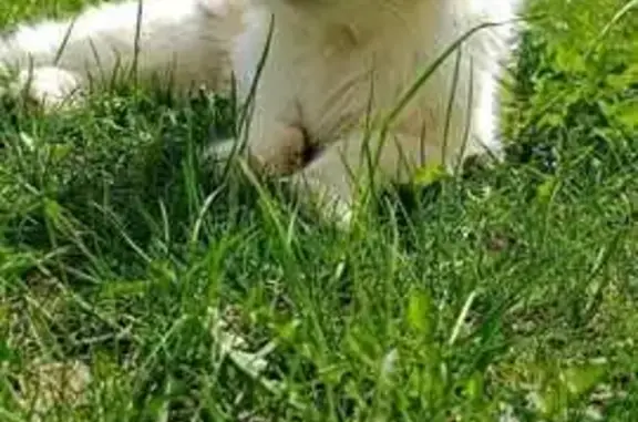 Найденные животные Пенза, фото: Пропала кошка, ул. Мясникова, 1, Пенза