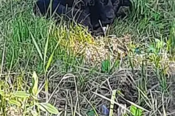 Найдена собака, Новокуйбышевск, фото: Собака найдена: ул. Чапаева, Новокуйбышевск