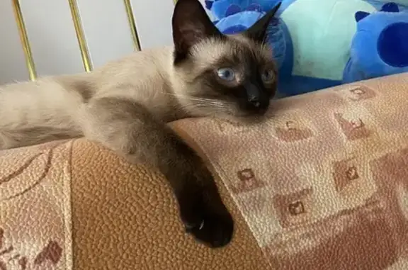 Кошки потеряшки, Сатис, фото: Потеряшка сиамская кошка, Лесная 7, Сатис