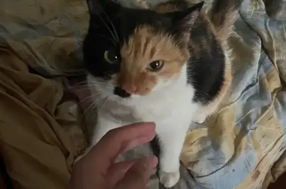 Кошка найдена, ул. Крупской 14, Красноярск