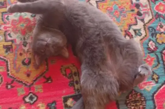 Кошки потеряшки, Воронежская область, фото: Потеряшка серая кошка, Воронеж.