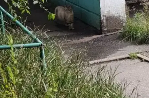 Найдена кошка, Хабаровск, фото: Кошка найдена у Волочаевская, 122, Хабаровск