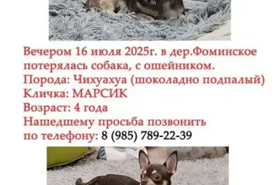 Пропала собака на Ясеневой улице, Троицк