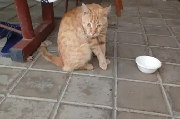 Пропала кошка на заправке в Брюховецкой