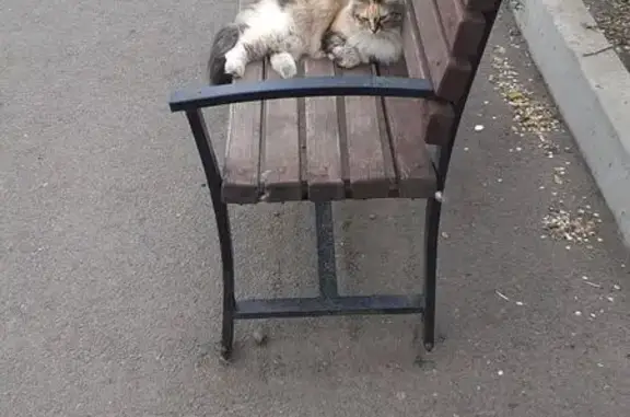 Потерянные животные Красноярск, фото: Пропала кошка, Злобино, Транзитная 22