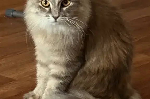 Кошки потеряшки, Черногорск, фото: Потеряшка кошка, ул. Тихонова, д. 6, Черногорск