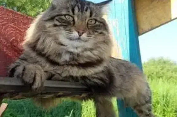 Кошки потеряшки, , фото: Потеряшка кошка, Центральная ул. 4, Тальжино