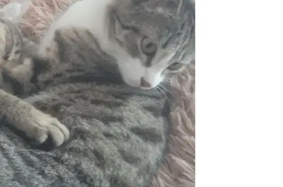 Пропала кошка, ул. Радужная 41, Черногорск