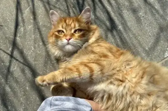 Кошки потеряшки, Краснодар, фото: Потеряшка кошка, 7-й Кореновский пр., 4