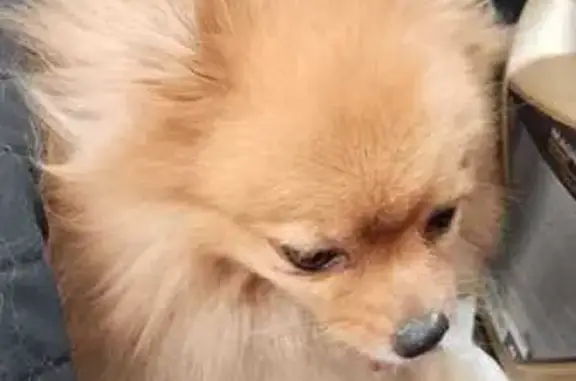 Найдена собака, Волгоград, фото: Собака найдена: Кубинская ул., 37, Волгоград