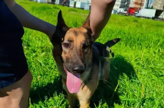 Собака найдена на Ленинском проспекте