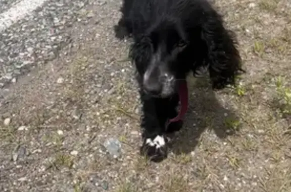 Найдена собака, , фото: Найдена собака: Ивановка, 04Н-043