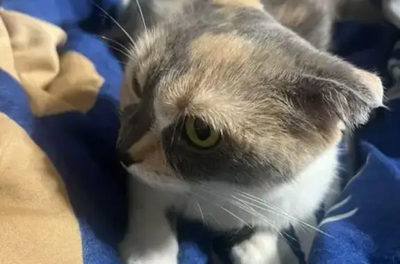 Найдена кошка, Красноярск, фото: Кошка найдена на Парашютной, Красноярск