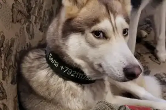 Собаки потеряшки, Псковская область, фото: Потеряшка хаски, Костелево, Псковская обл.