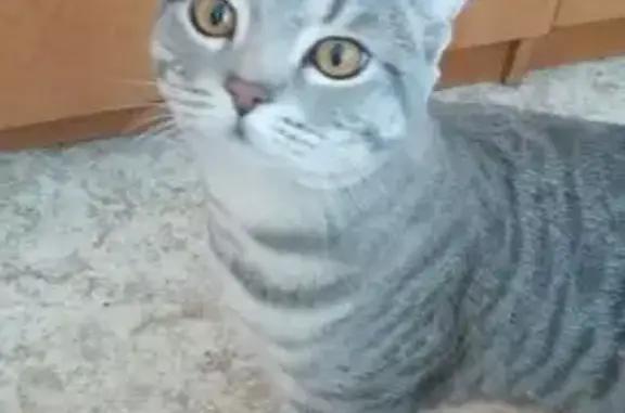 Найдена кошка, Сквер Депутатов, Тюмень