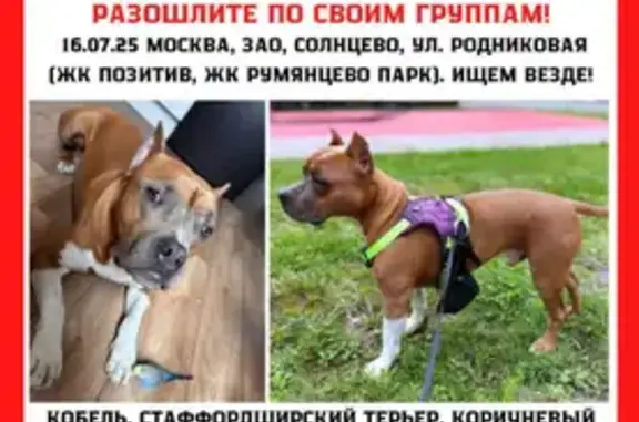 Пропала собака, Родниковая ул., Москва