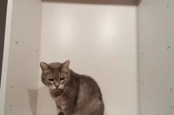 Потерянные животные Саратов, фото: Пропала кошка, ул. Загороднева, Саратов