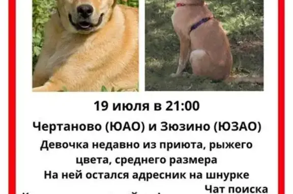 Пропала собака, Чертаново, Москва