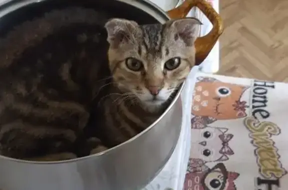 Пропала кошка, ул. Осташенко, 12, Зверево