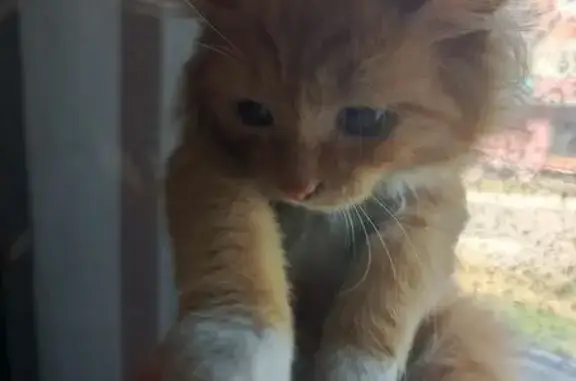 Найдена кошка, Черемхово, фото: Кошка найдена: ул. Лермонтова 9, Черемхово