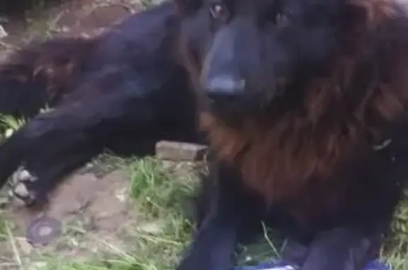 Собаки потеряшки, Медвежьи Озера, фото: Потеряшка собака на Садовой, 19, Медвежьи Озёра