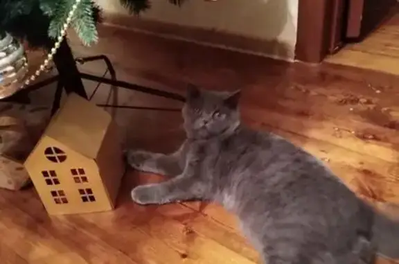 Потерянные животные Минск, фото: Пропала кошка, ул. Калиновского, 73 к1