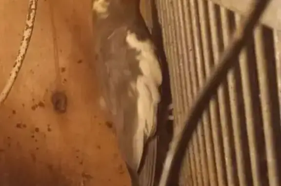 Птица с хохолком найдена в Берёзово