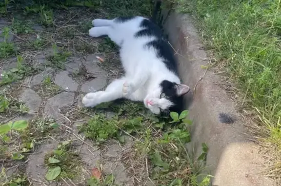 Найдена кошка, Агалатовское сельское поселение, фото: Найдена кошка, Вересковая ул., 1 к2
