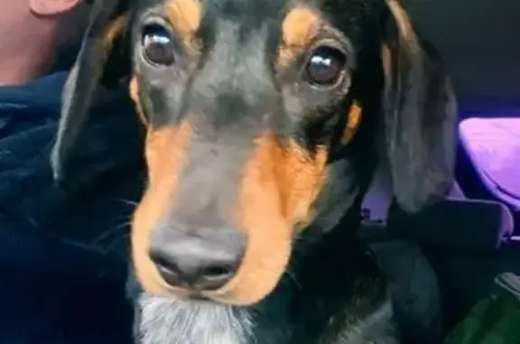 Пропала такса, Пушное, Набережная ул.